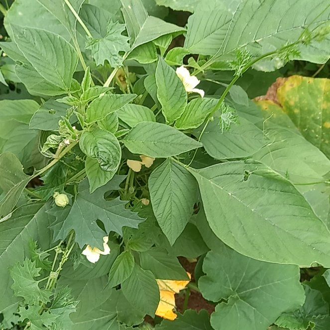Photo of the plant species Chinese Violet by @StoriedFuscia67 named Aristotle on Greg, the plant care app