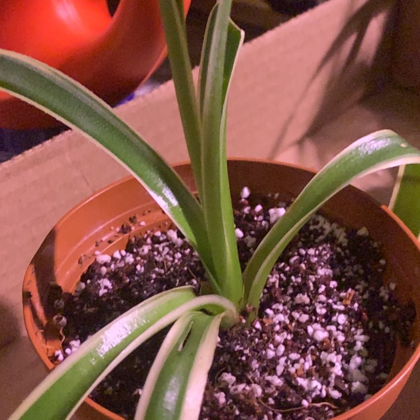 Photo of the plant species Mangave 'Snow Leopard' by @SportLimefiddle named Darwin on Greg, the plant care app