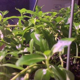Photo of the plant species Periwinkles by @SportLimefiddle named Zion on Greg, the plant care app