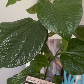 Photo of the plant species jia ju by @ValidGasteria named Harmony on Greg, the plant care app