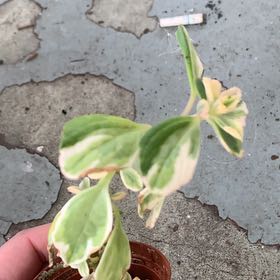 Photo of the plant species Variegated Swedish Ivy by @PoliteBloodroot named Emerson on Greg, the plant care app