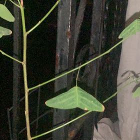 Photo of the plant species Swallowtail Plant by @PoliteBloodroot named Mollie on Greg, the plant care app