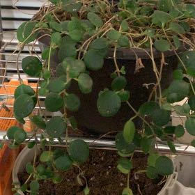Photo of the plant species Codonanthe devosiana by @PoliteBloodroot named Aristotle on Greg, the plant care app