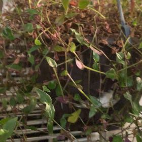 Photo of the plant species Tahitian Bridal Veil by @PoliteBloodroot named Queen on Greg, the plant care app