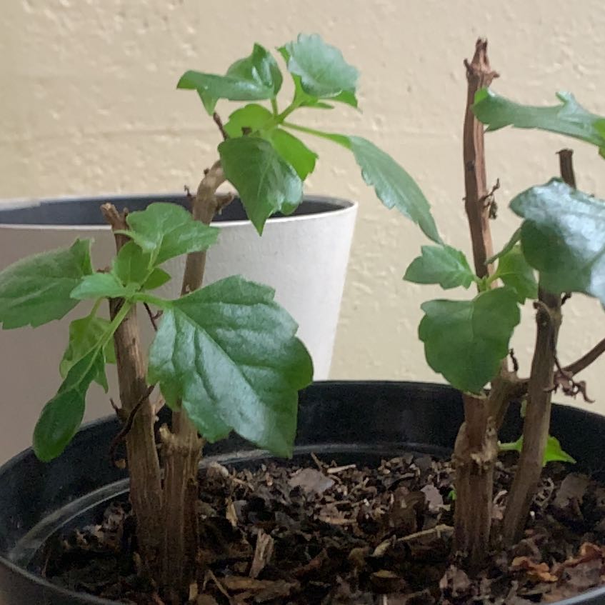 Photo of the plant species Mona Lavender by @PoliteBloodroot named Kobe on Greg, the plant care app