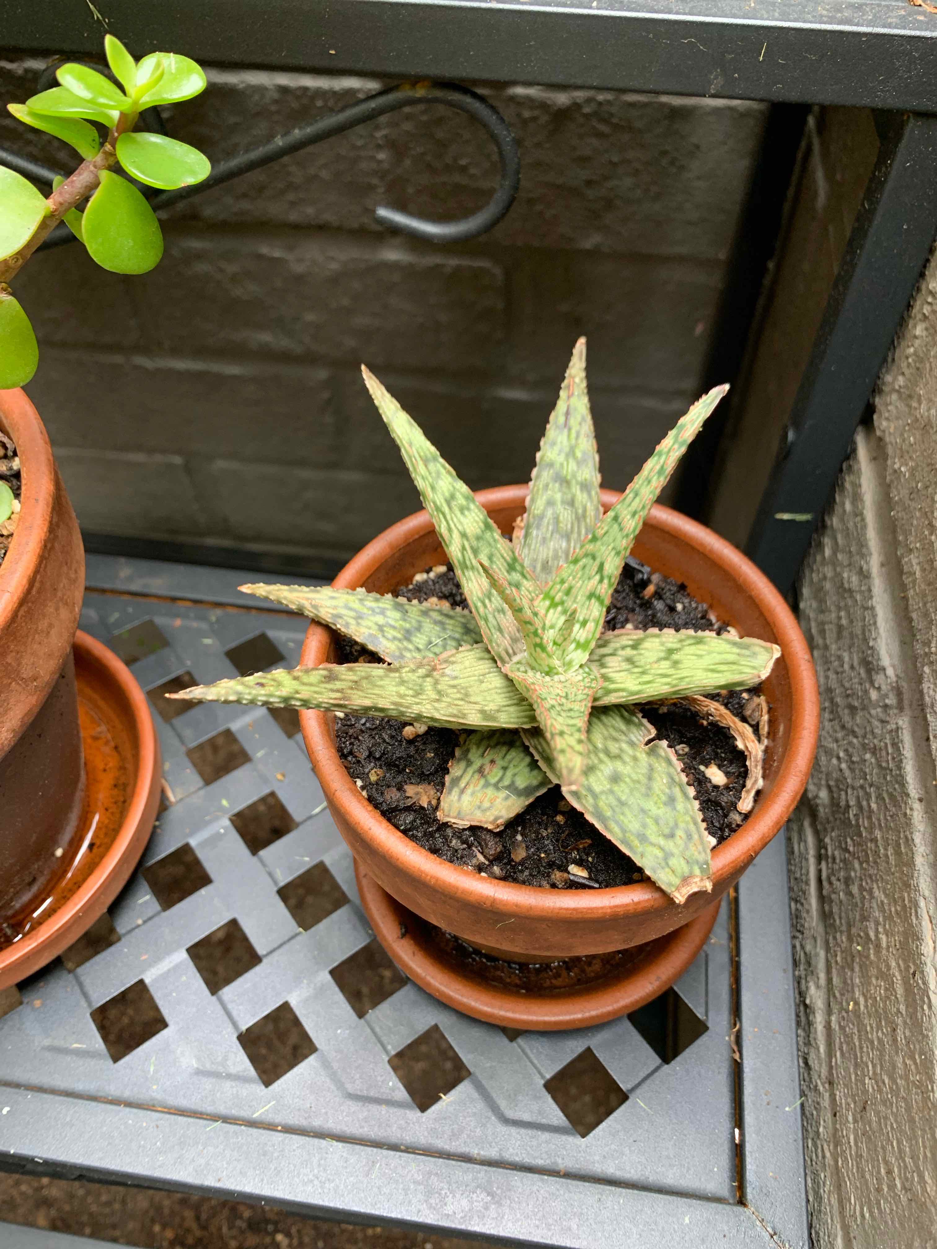Broad-Leaved Aloe plant in a terracotta pot with some browning leaves.