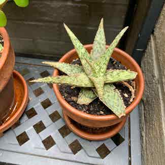 Broad-Leaved Aloe plant in Alexandria, Virginia