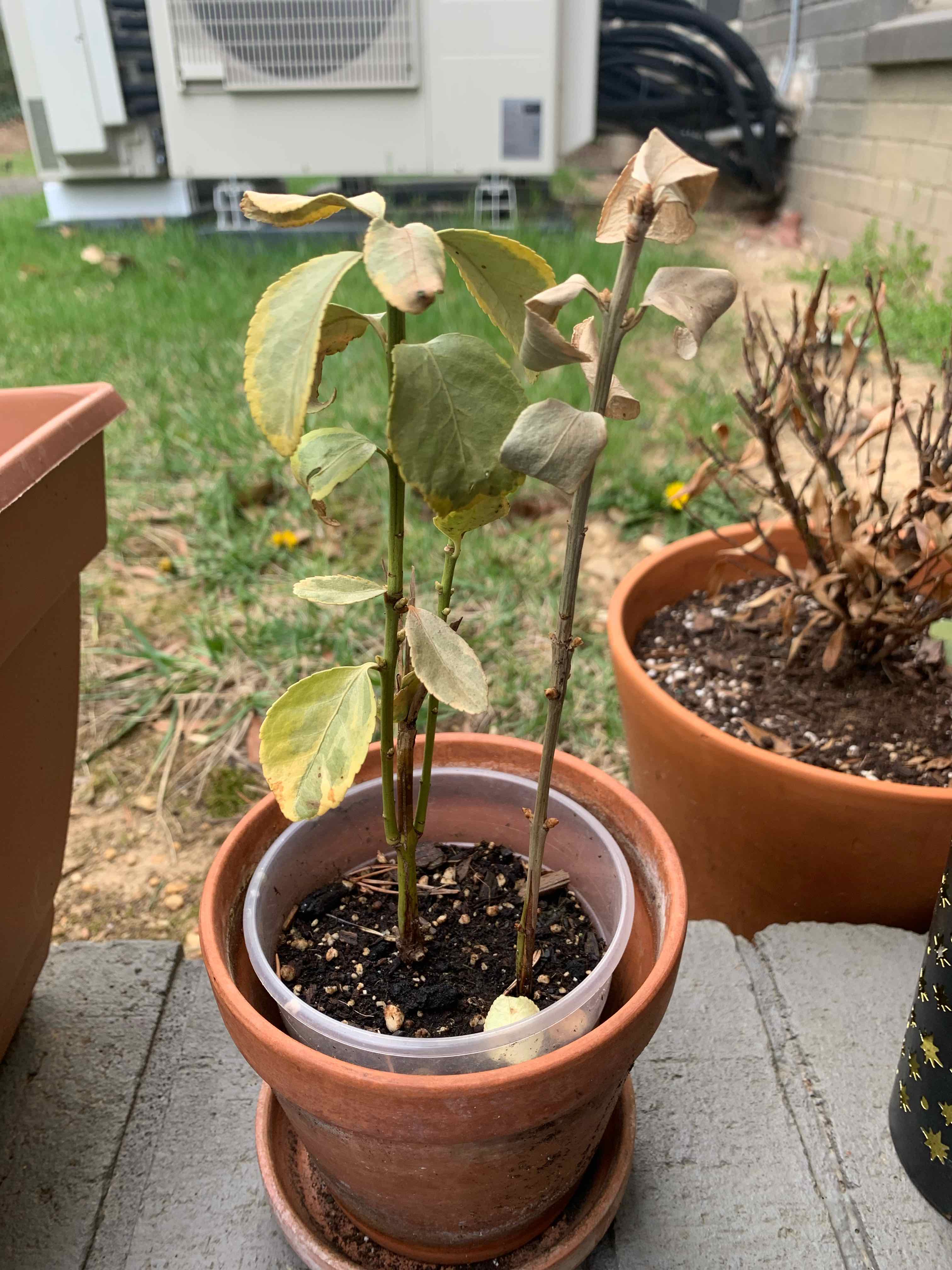 Potted Japanese Spindle plant with yellowing and browning leaves in an outdoor setting.