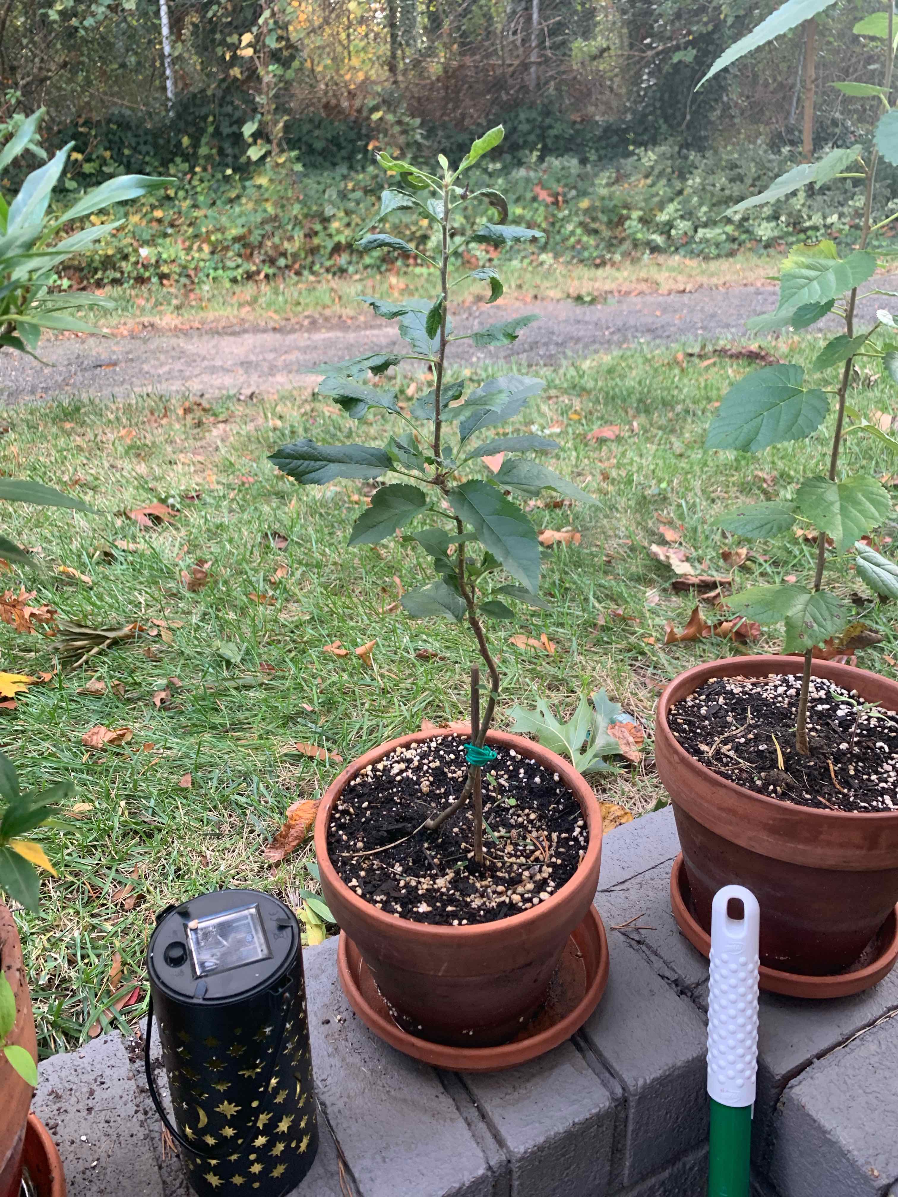 Potted apple plant outdoors with visible soil and healthy green leaves.