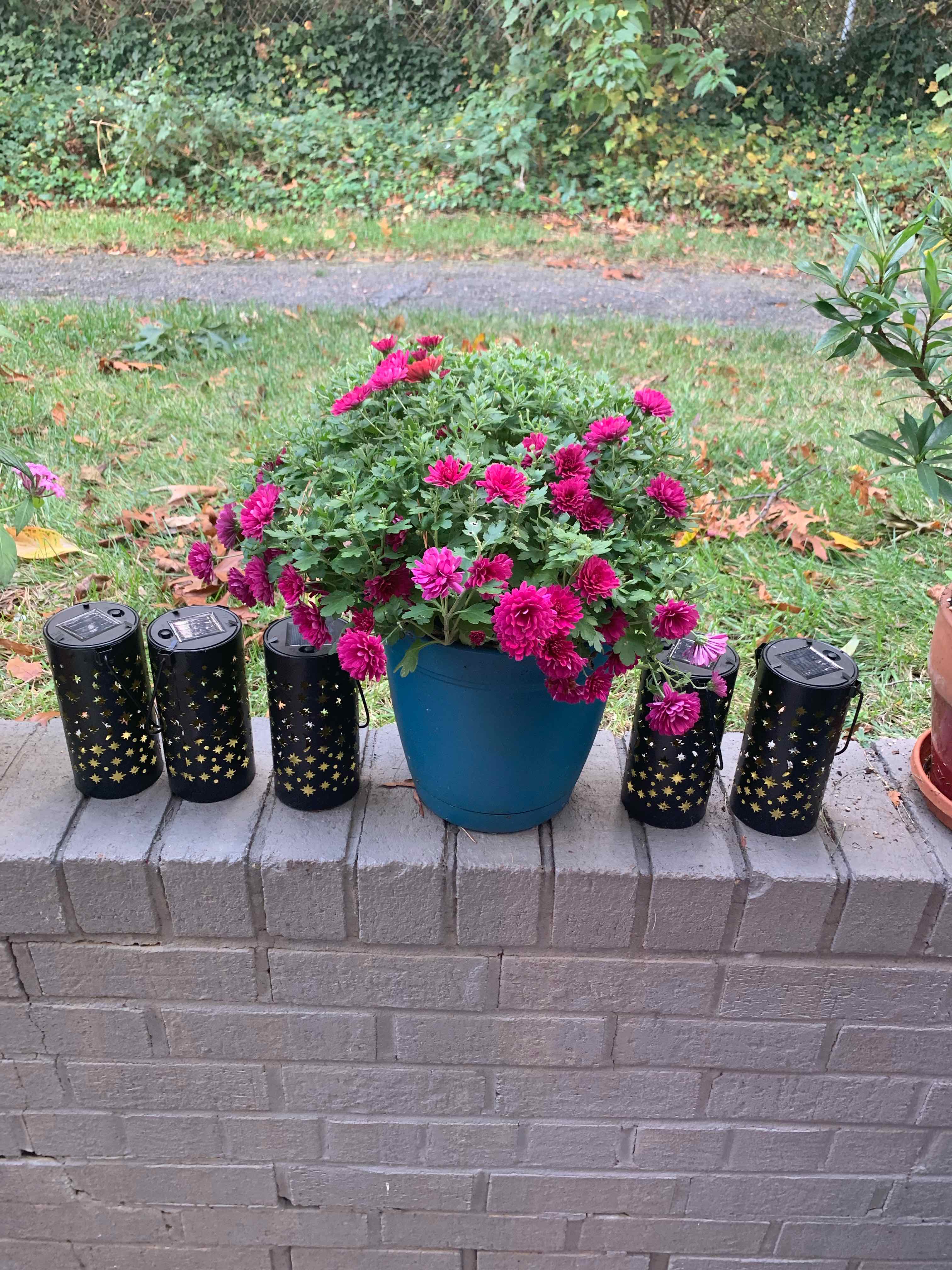 Potted Giant Crego Aster with vibrant pink flowers on a brick ledge.