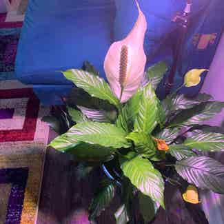 Peace Lily plant in Alexandria, Virginia