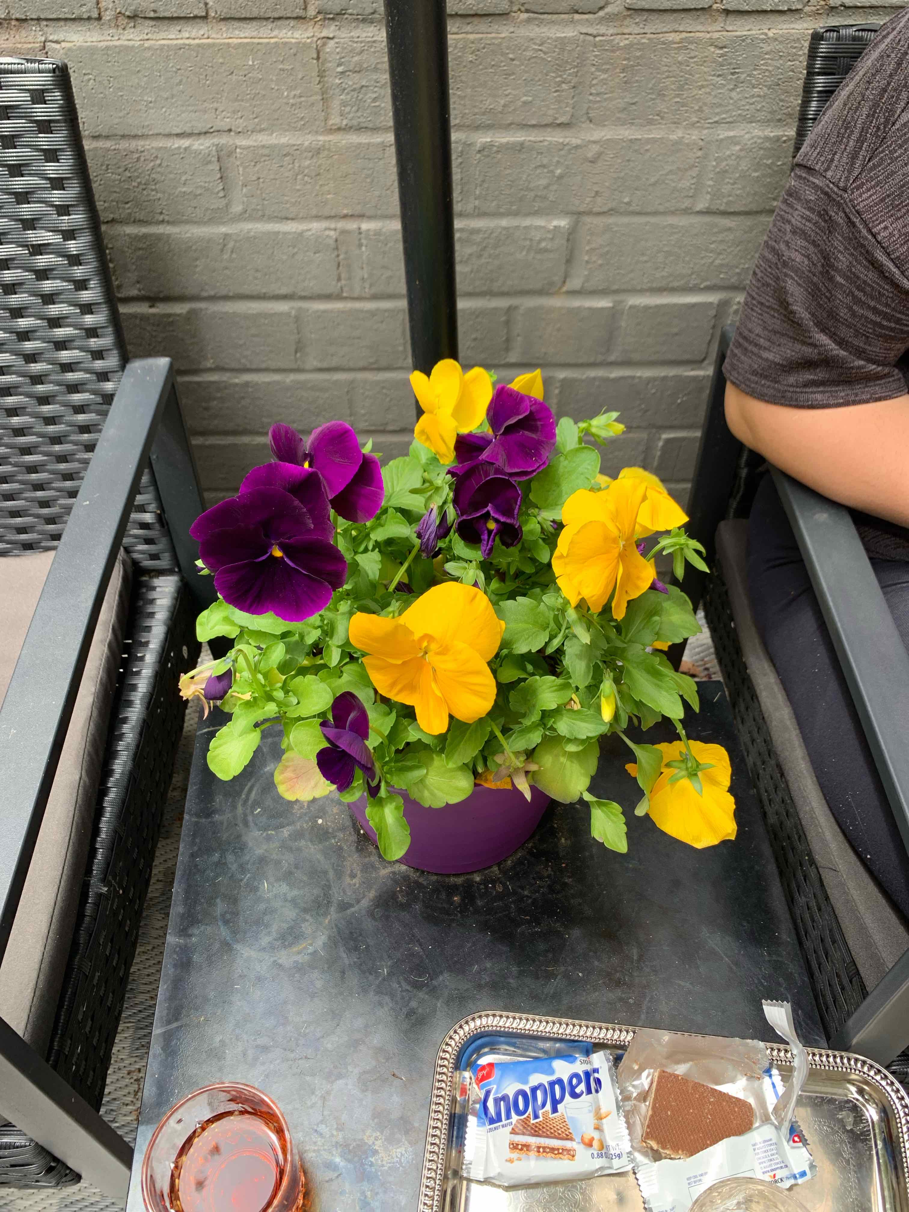 Wild Pansy plant with vibrant purple and yellow flowers on a table.
