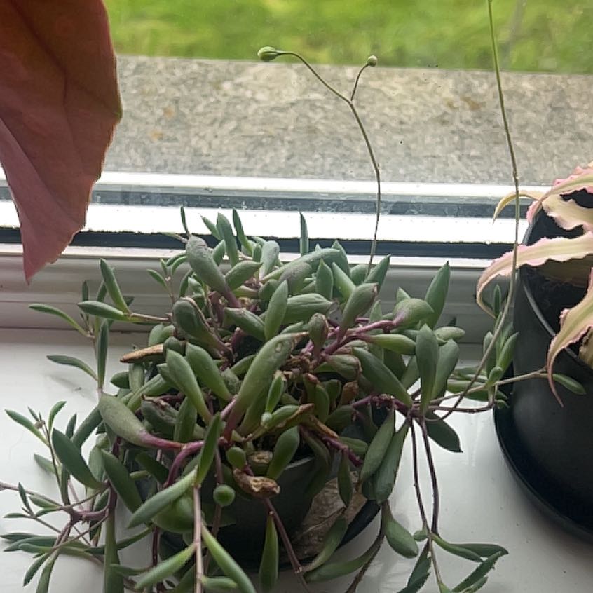 Photo of the plant species Curio herreanus 'Purple Flush' by @PunchySedumogon named Osmo on Greg, the plant care app