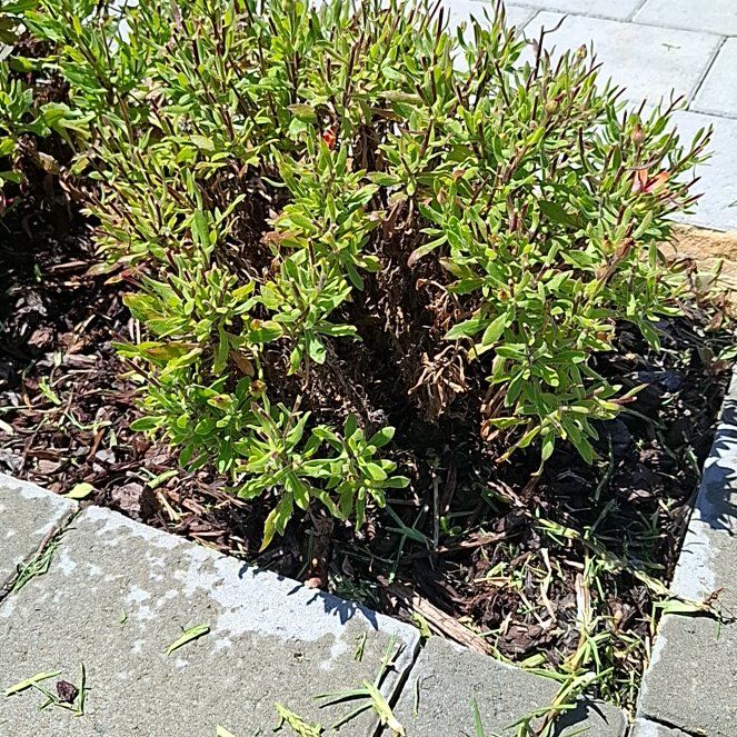 Photo of the plant species African Daisy by @BeefyFringedrue named Kendall on Greg, the plant care app