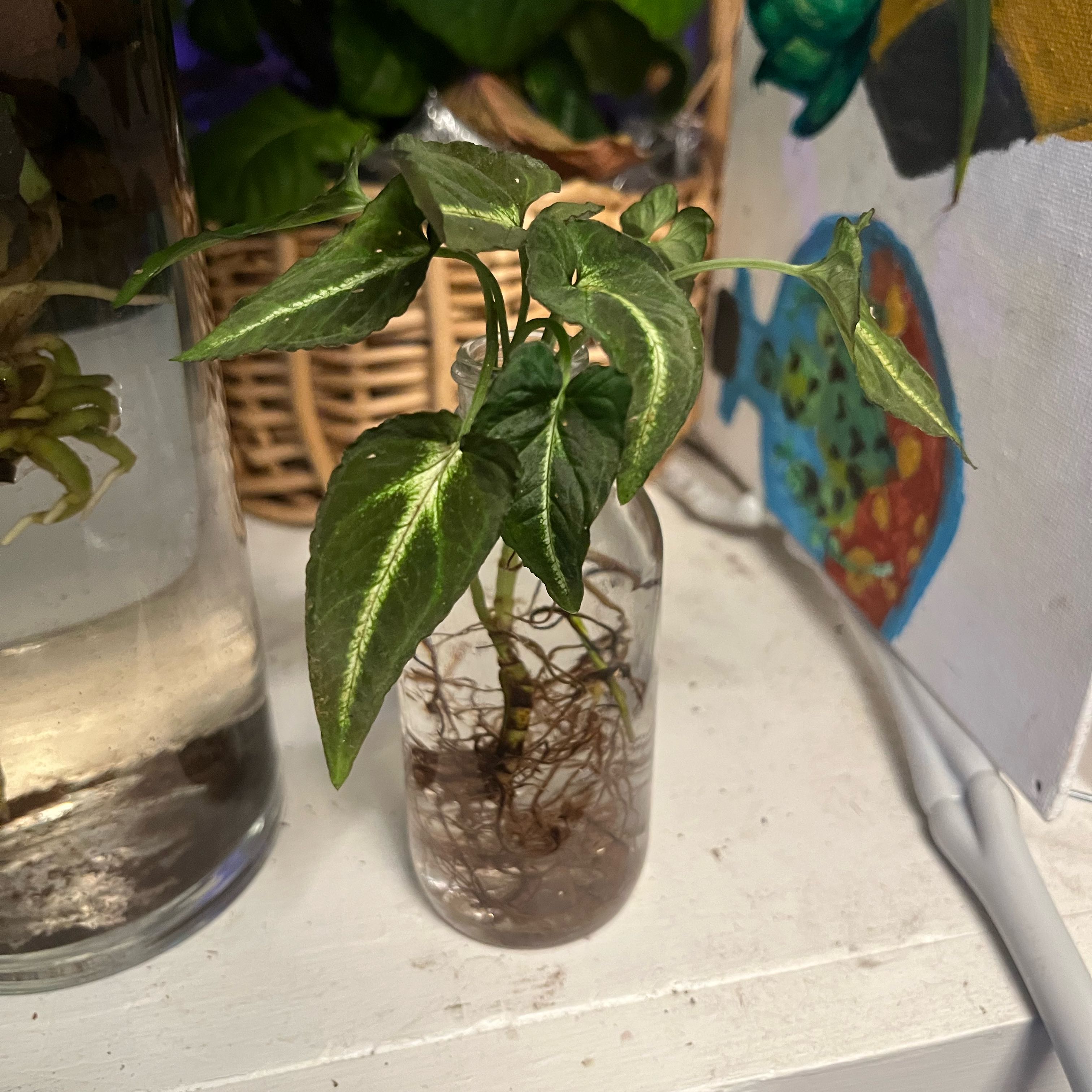 Photo of the plant species Syngonium Rayii by @LadylikeCat63 named Plato on Greg, the plant care app