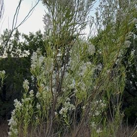 Photo of the plant species Orange Jasmine by @LeadMuskmallow named Demi on Greg, the plant care app