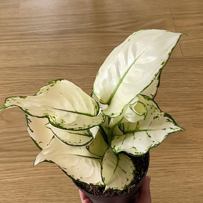Photo of the plant species Aglaonema 'White Joy' by @Gabiblocatelli named Curie on Greg, the plant care app