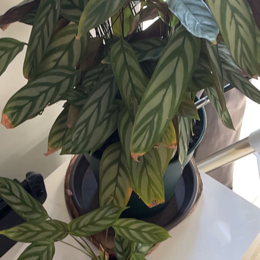 Photo of the plant species Calathea anulque by @Gabiblocatelli named Rebeca on Greg, the plant care app