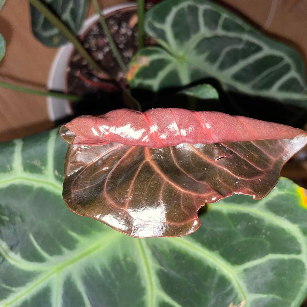 Anthurium crystallinum hybrid | A plant by @Jojolim731 on Greg Anthurium crystallinum hybrid | A plant by @Jojolim731 on Greg