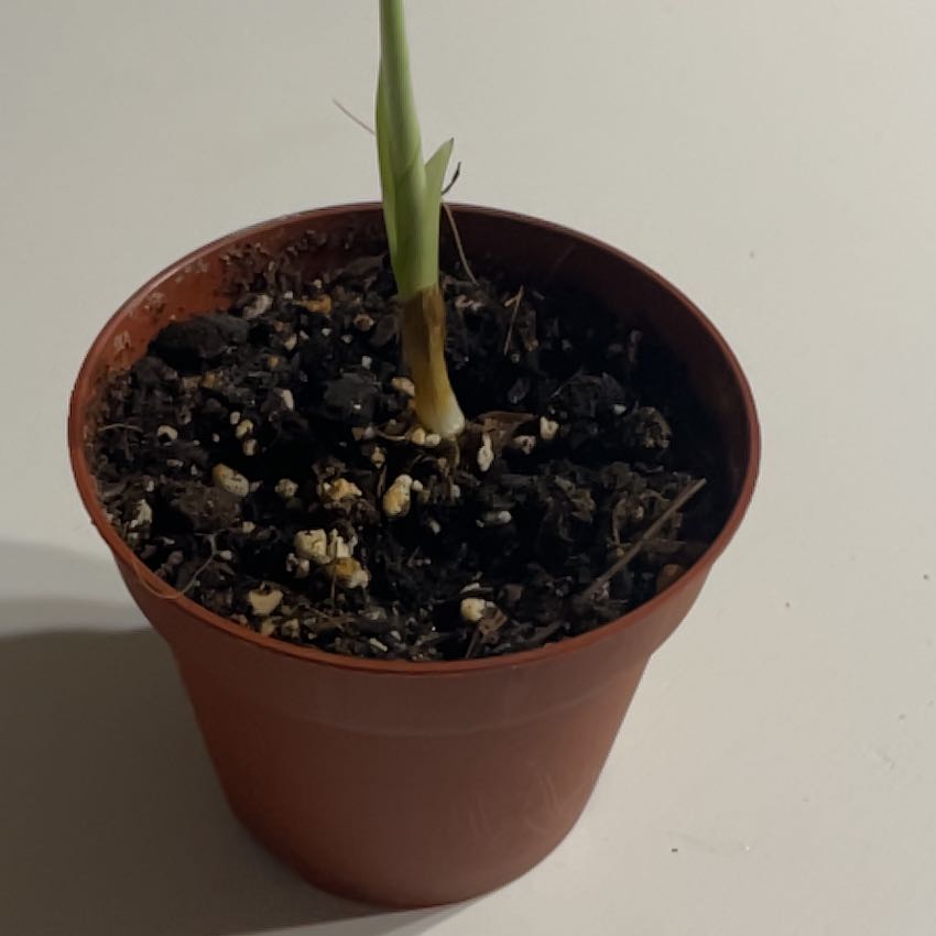 Photo of the plant species Variegated Alocasia Dragon Scale by @Gabiblocatelli named Luna on Greg, the plant care app