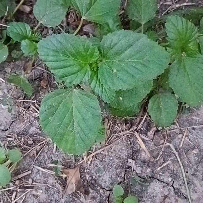 Photo of the plant species Threelobe False Mallow by @ValorousOmnom named Lola on Greg, the plant care app