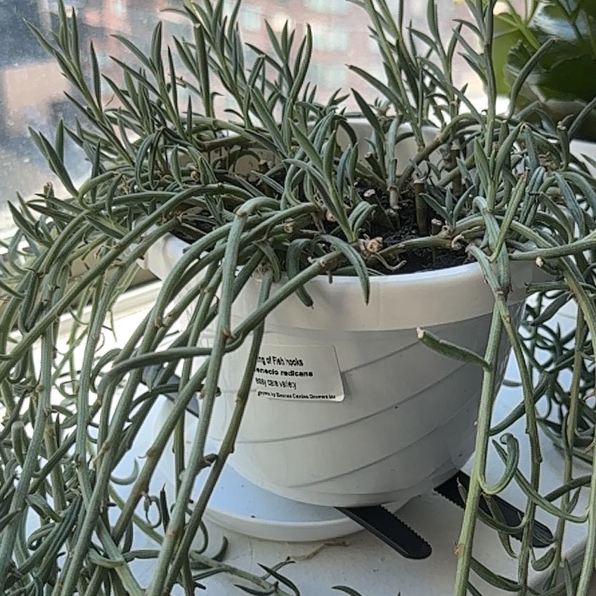 Photo of the plant species Fish Hook Senecio by @CoolPlainsyucca named Fishhook on Greg, the plant care app