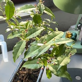 Photo of the plant species Barbados Cherry Bonsai by Julie named Lola on Greg, the plant care app