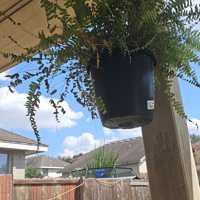 Photo of the plant species Japanese Pagoda Tree by @GoldCorkoak named Harry on Greg, the plant care app