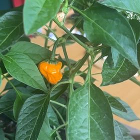 Photo of the plant species Scotch Bonnet Pepper by @HumaneFeltbush named Skamania on Greg, the plant care app