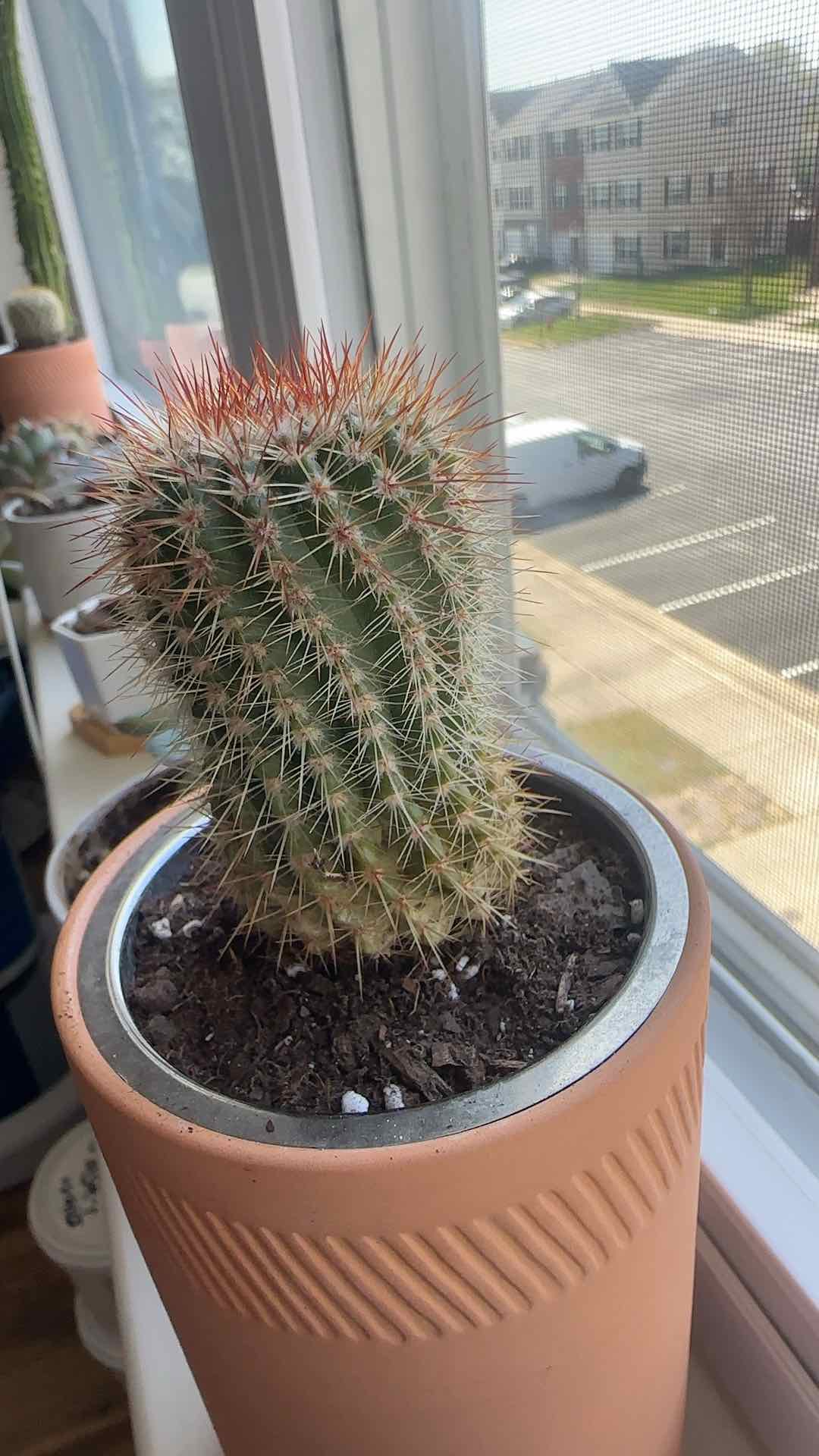 Photo of the plant species Cactus by Jessica named Mando on Greg, the plant care app