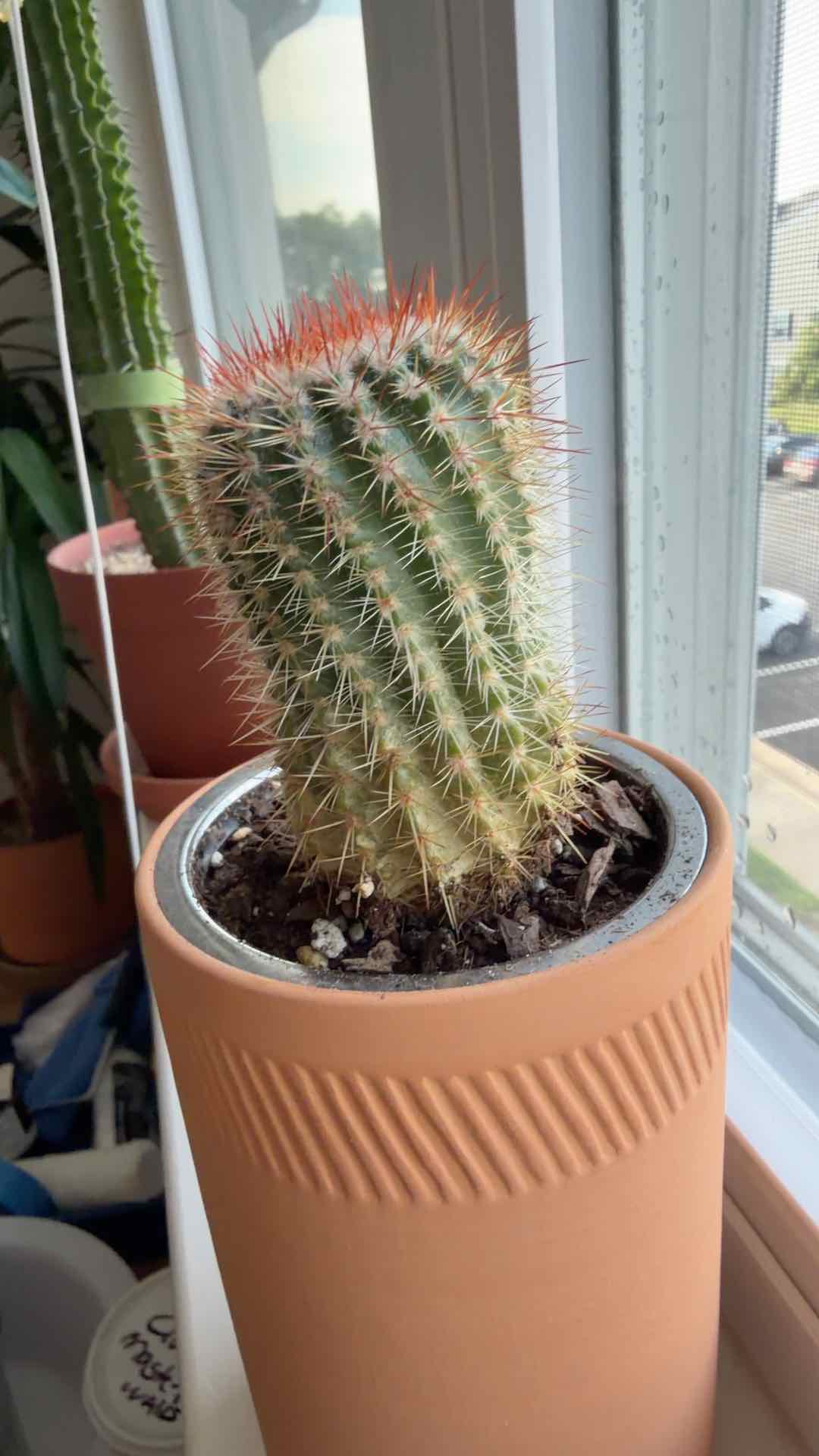 Photo of the plant species Cactus by Jessica named Mando on Greg, the plant care app