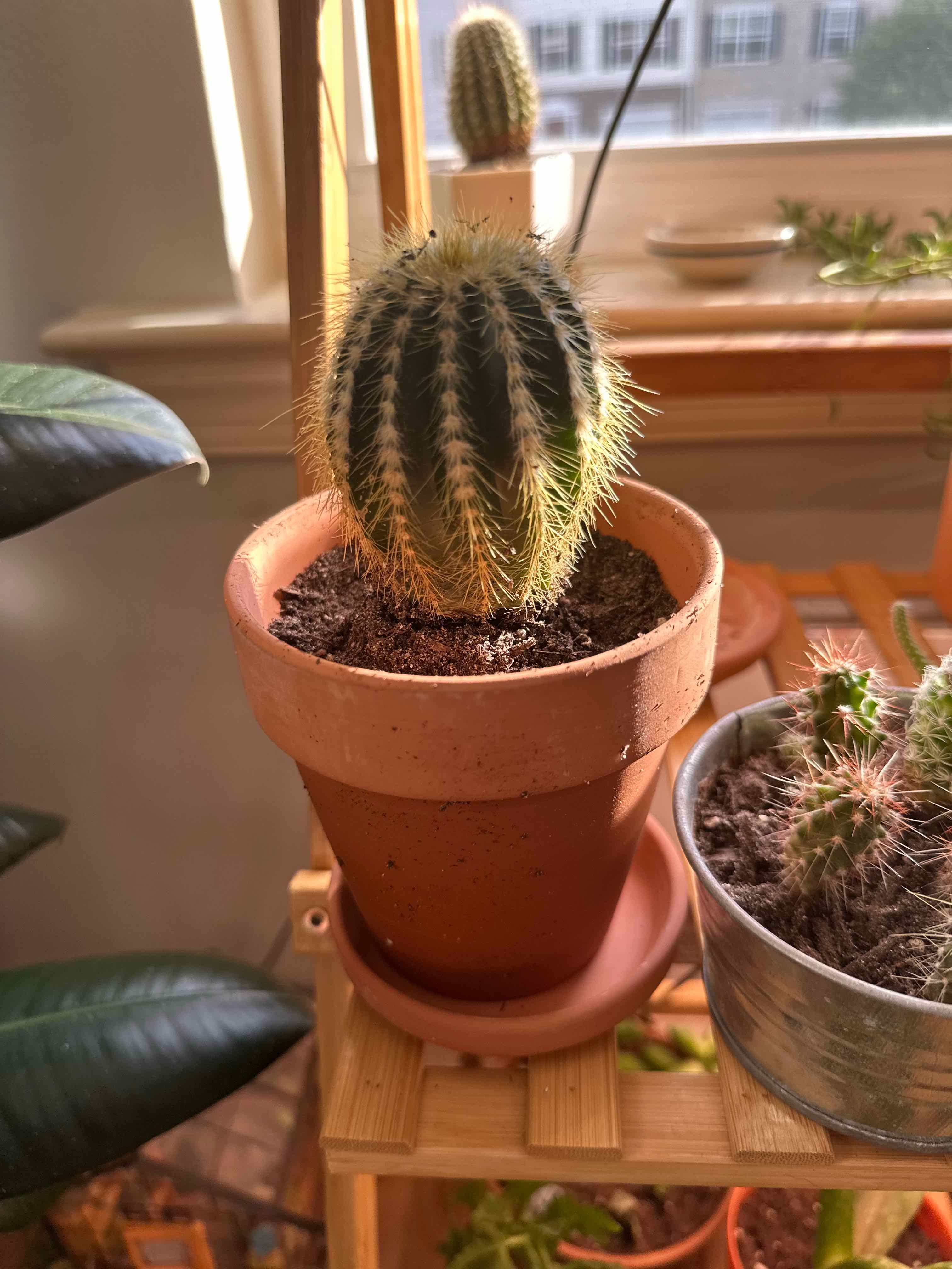 Balloon Cactus in a terracotta pot on a wooden shelf, well-lit by natural light.