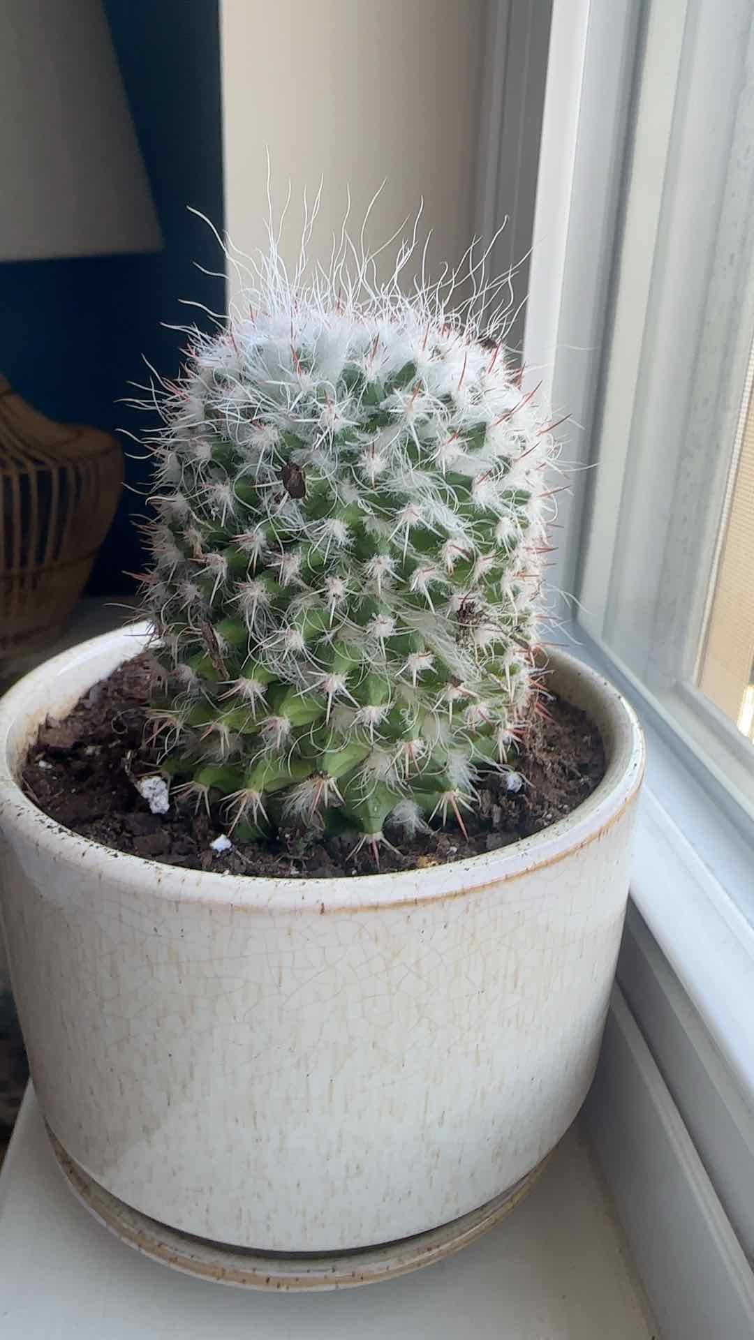 Photo of the plant species Mammillaria winterae by Jessica named Aristotle on Greg, the plant care app