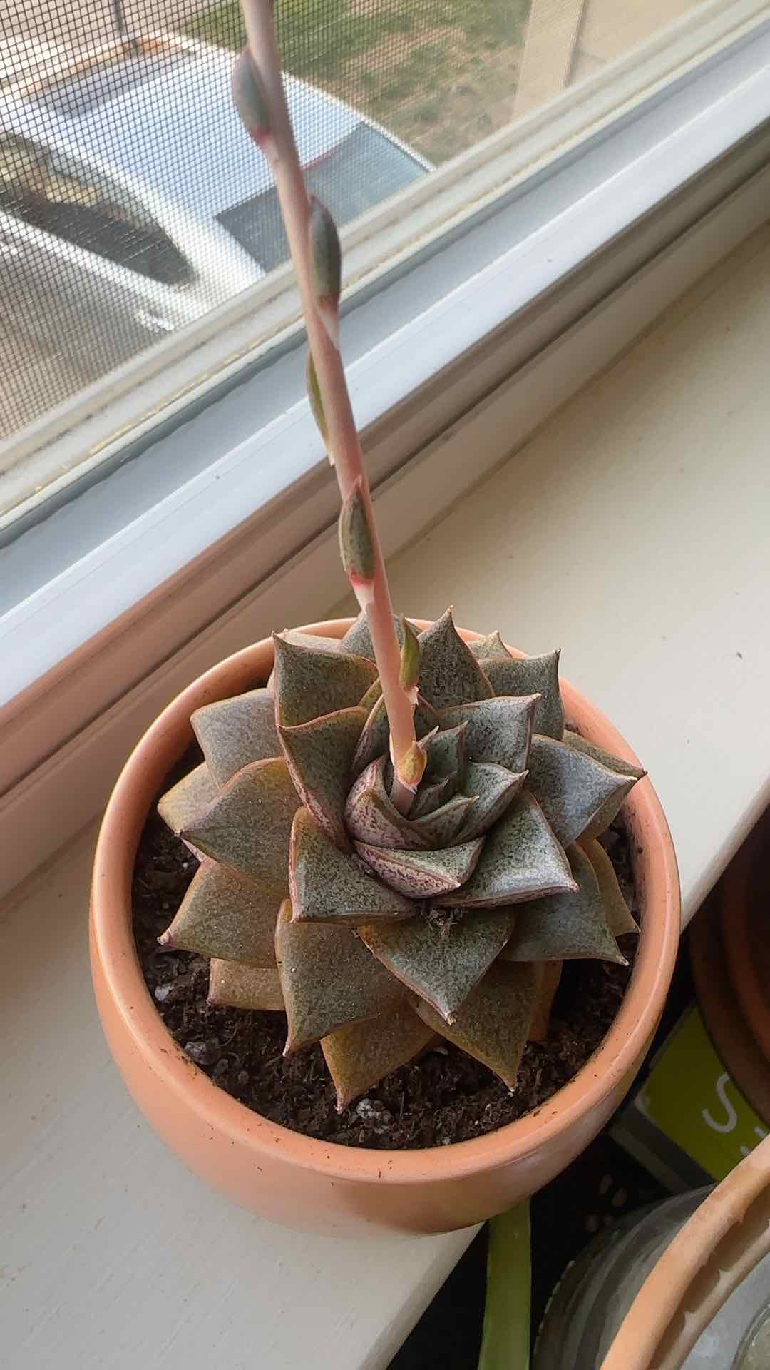 Photo of the plant species Urbinia by Jessica named Stella on Greg, the plant care app