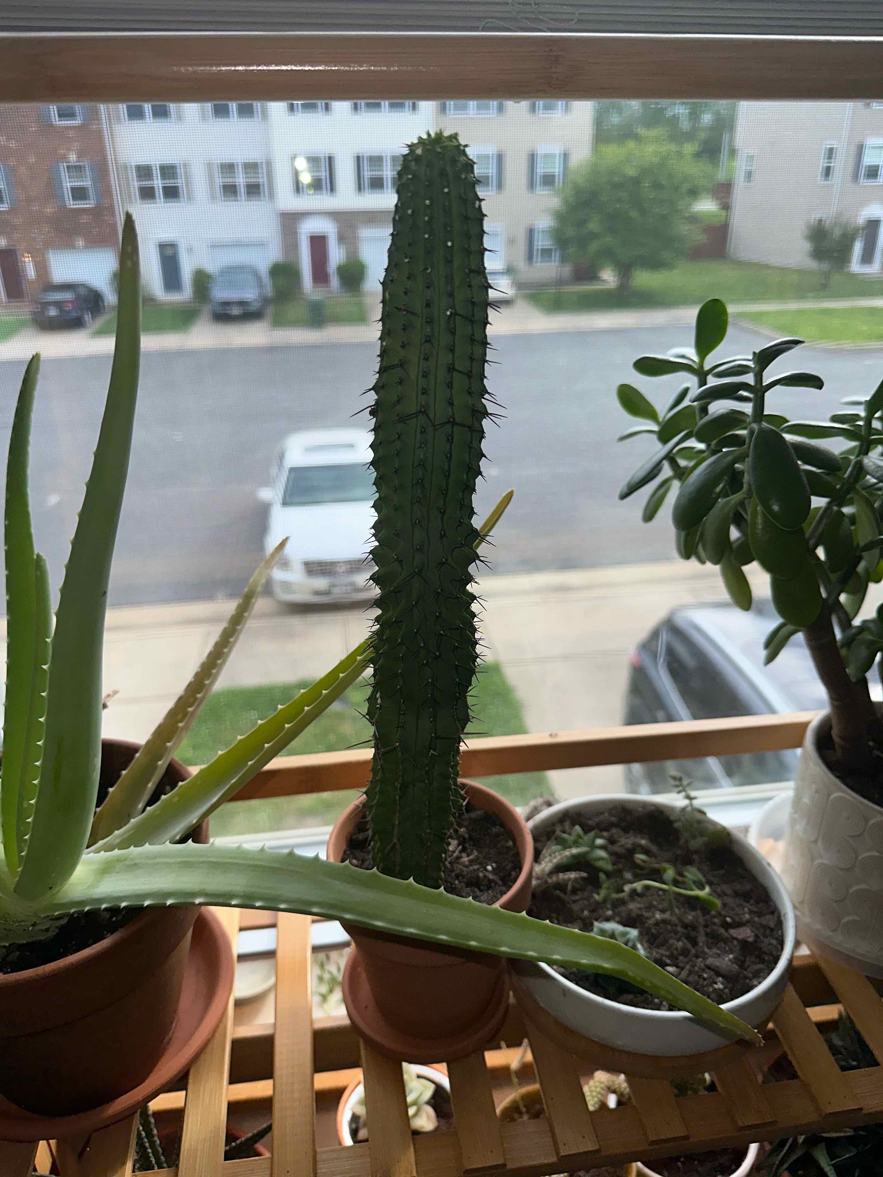 Columnar Cactus on a wooden shelf near a window, with other plants visible.