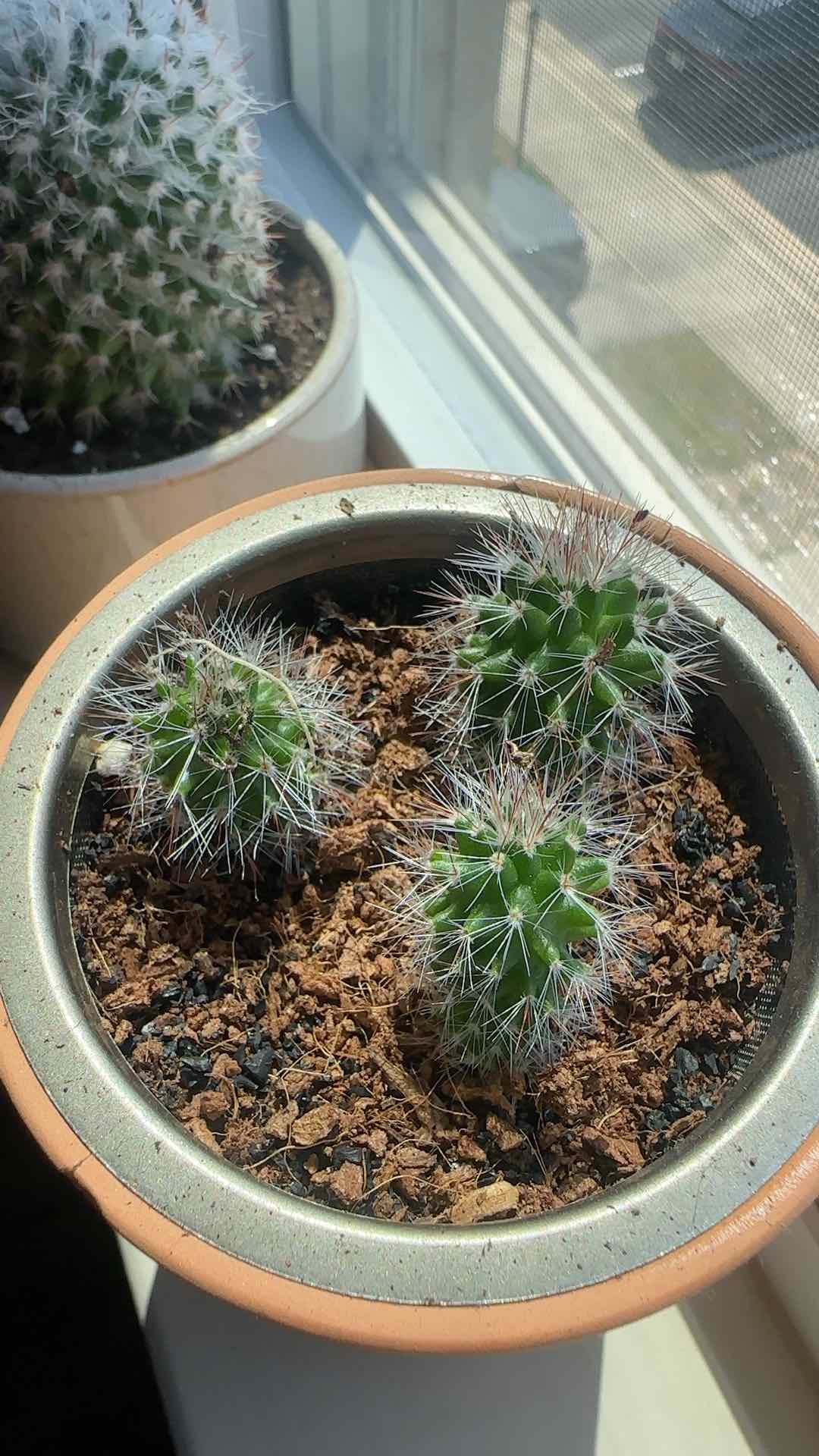 Photo of the plant species Mammillaria backebergiana by Jessica named Figyonce on Greg, the plant care app