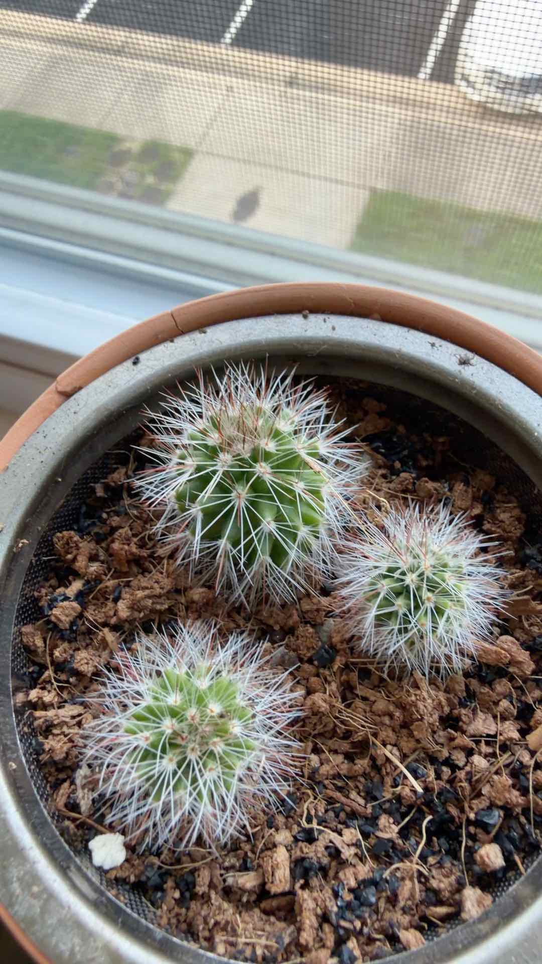 Photo of the plant species Mammillaria backebergiana by Jessica named Figyonce on Greg, the plant care app