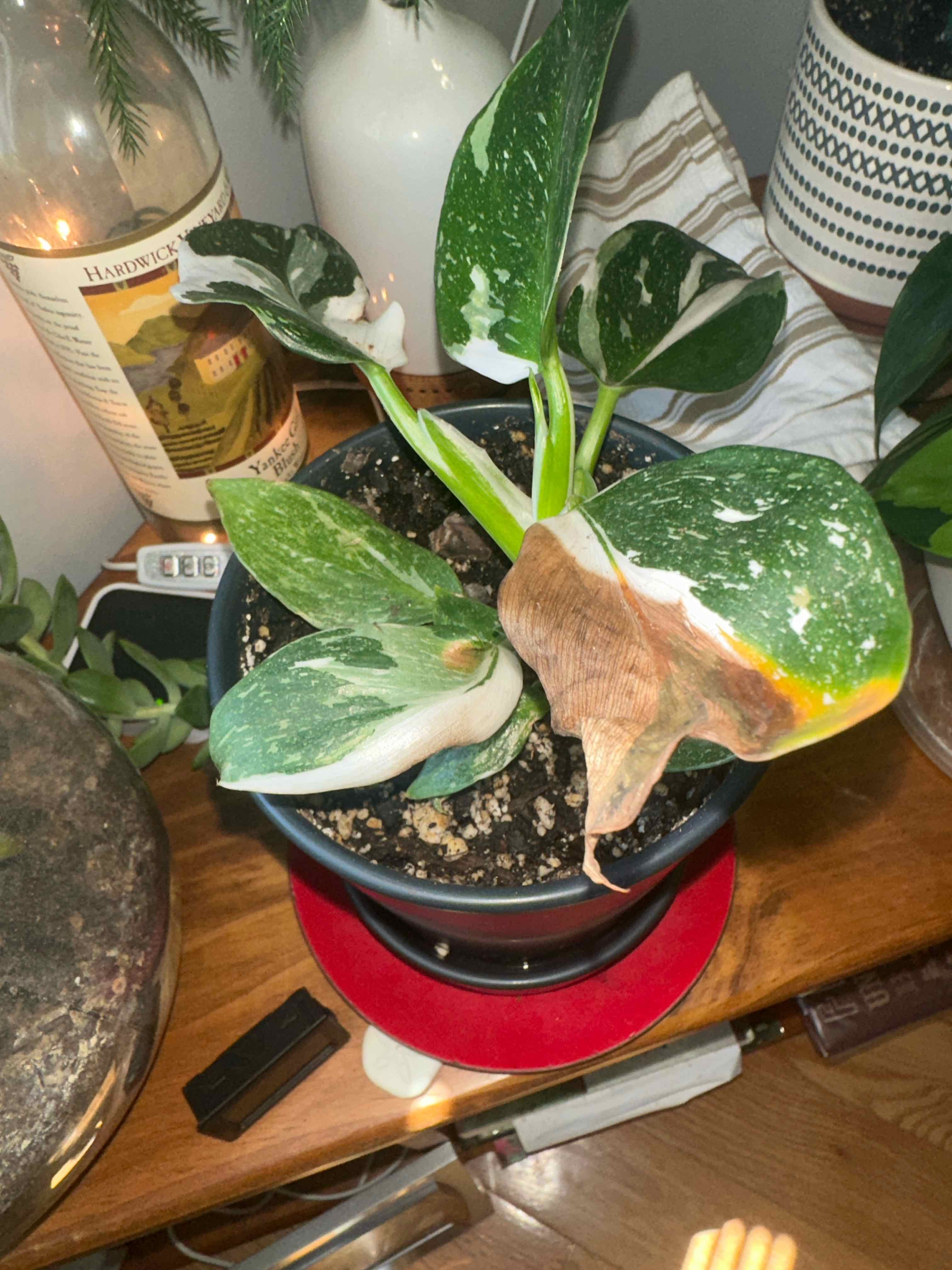 Philodendron 'White Wizard' plant in a pot with some browning on a leaf.
