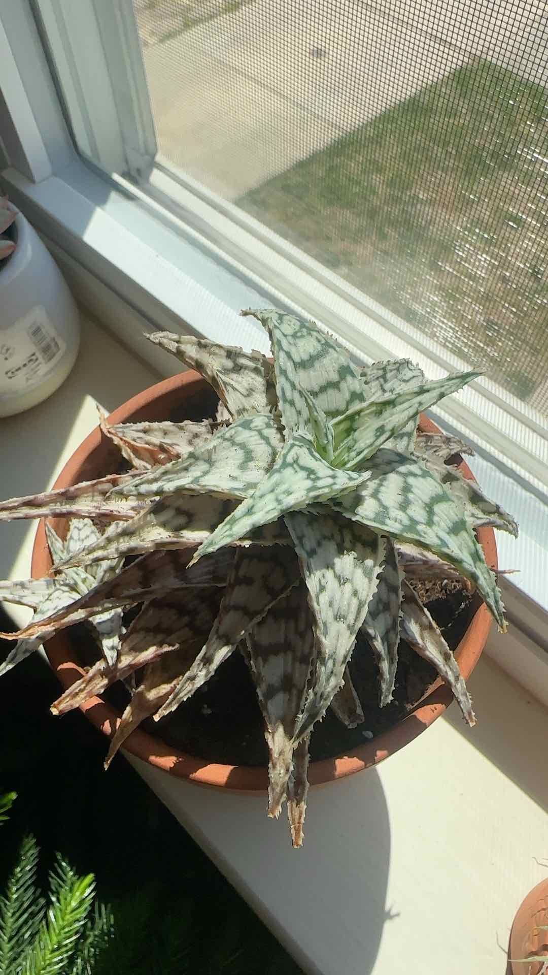 Photo of the plant species Aloe 'Doran Black' by Jessica named Darwin on Greg, the plant care app