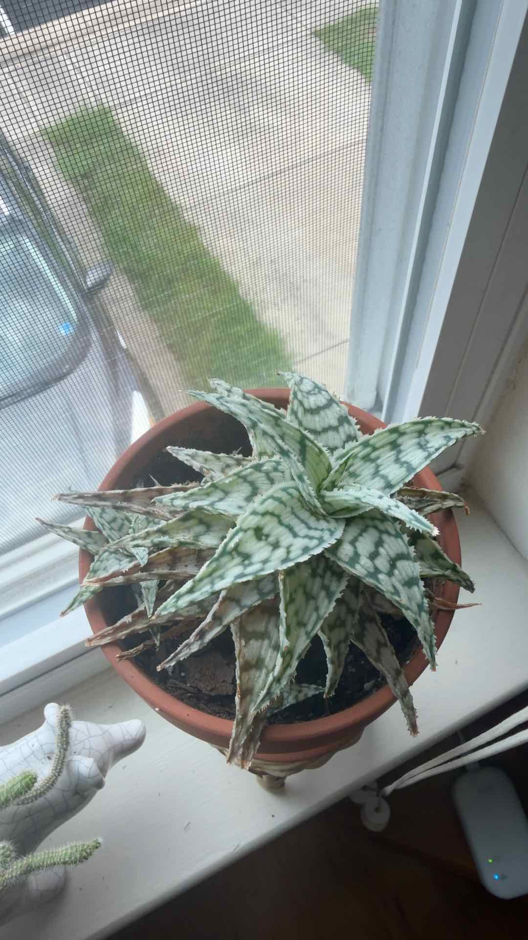 Photo of the plant species Aloe 'Doran Black' by Jessica named Darwin on Greg, the plant care app