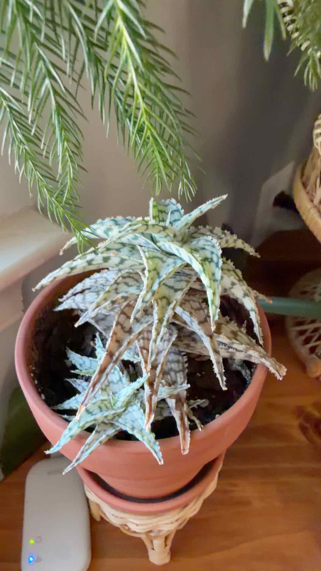 Photo of the plant species Aloe 'Doran Black' by Jessica named Darwin on Greg, the plant care app