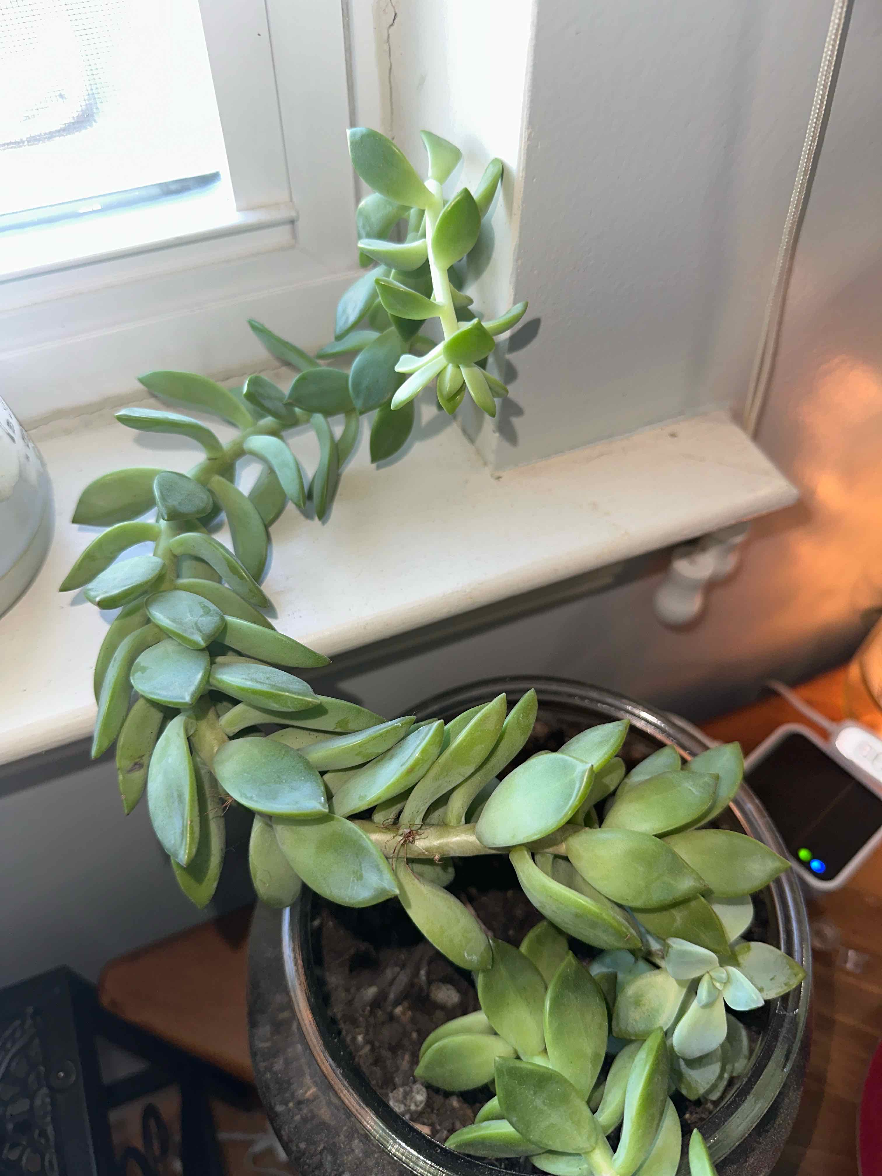 Pachyphytum hookeri succulent plant with healthy green leaves in a pot near a window.