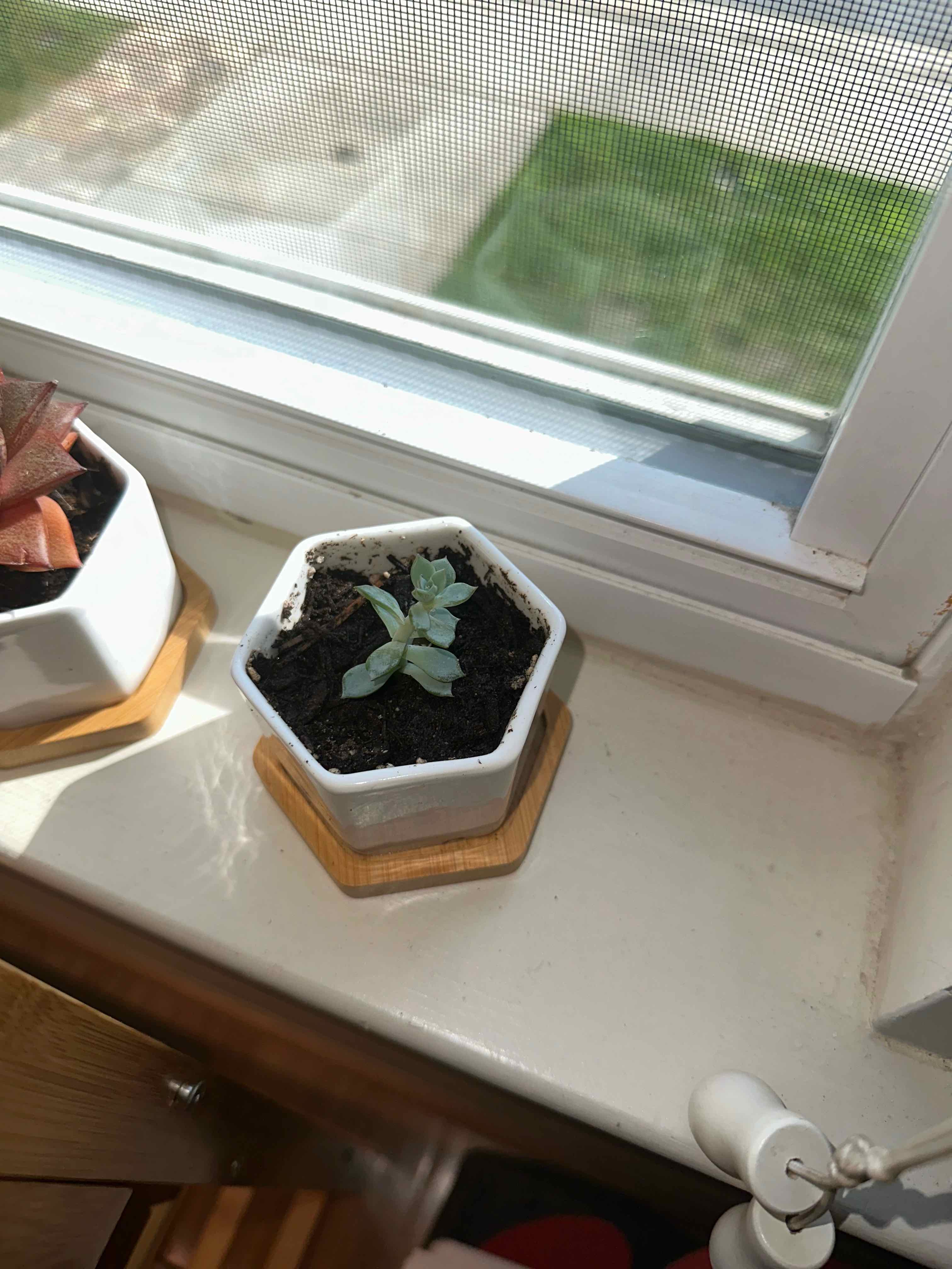 Chalk Dudleya plant in a hexagonal pot on a windowsill with visible soil.