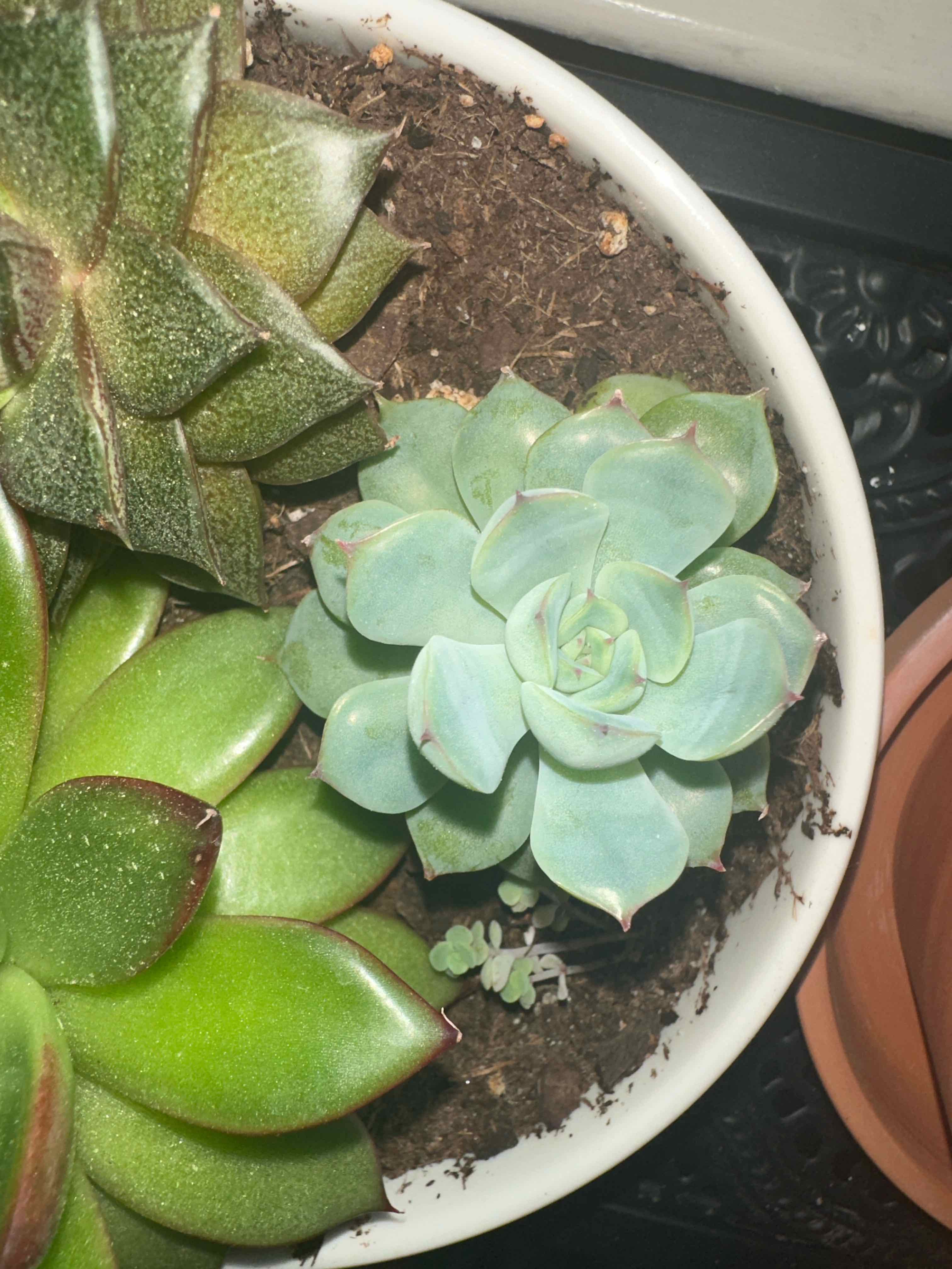 Image of a healthy Echeveria 'Tippy' succulent in a pot with visible soil.