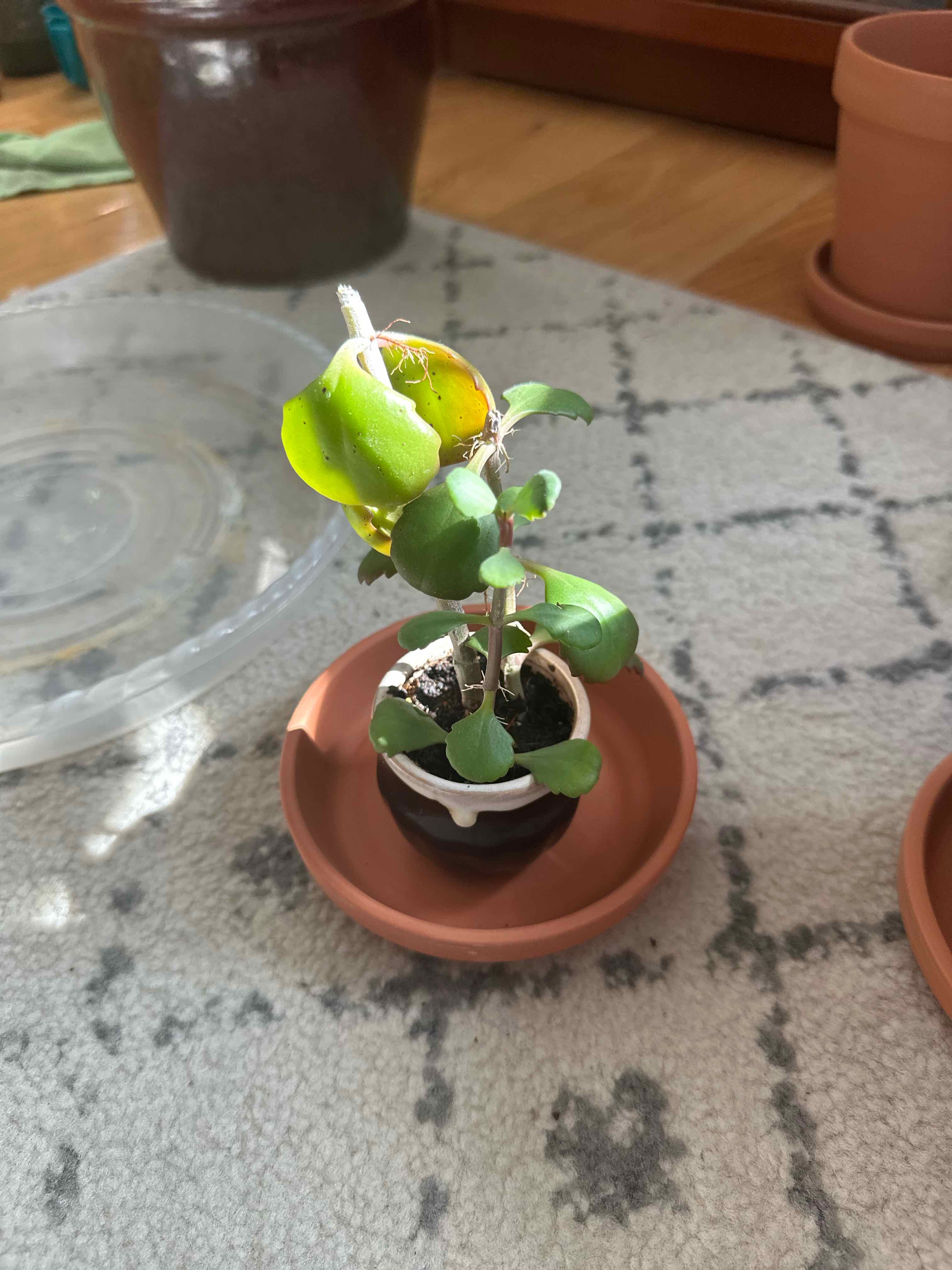 Small potted Tugela Cliff-Kalanchoe plant with some yellowing leaves, placed on a saucer.