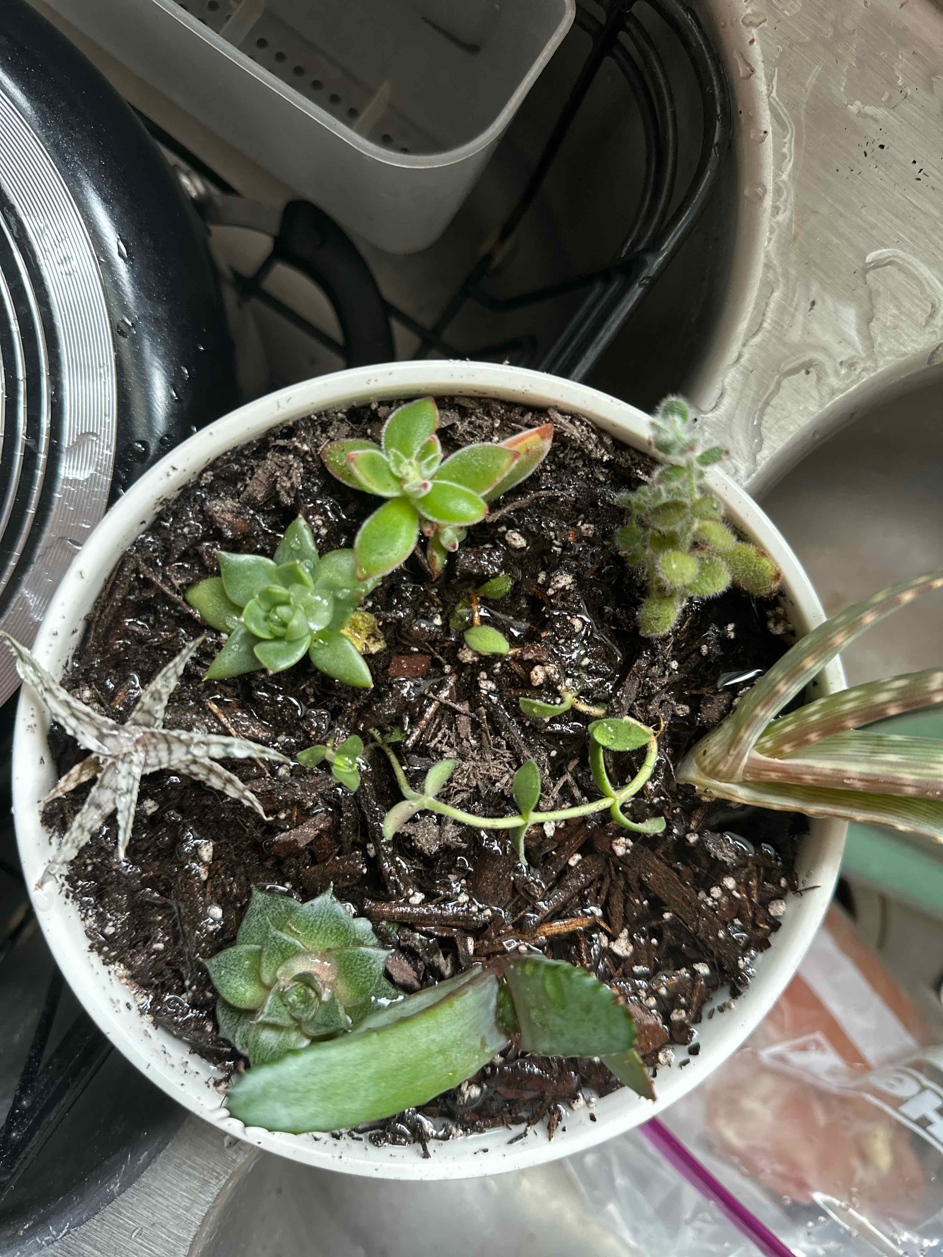 Potted Plush Plant with multiple small succulents, healthy soil, and slight leaf discoloration.
