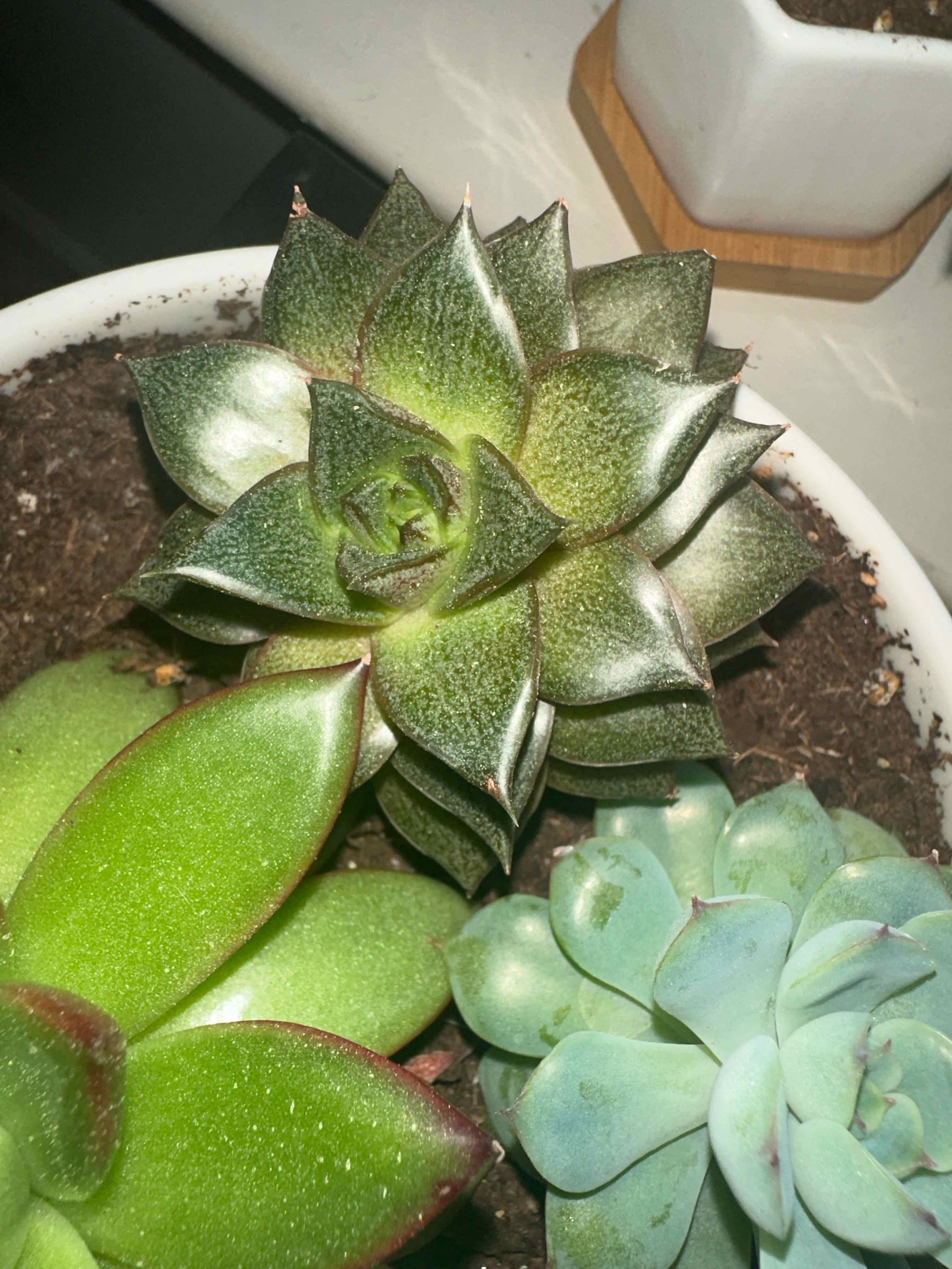 Echeveria purpusiorum succulent in a pot with visible soil, appears healthy.