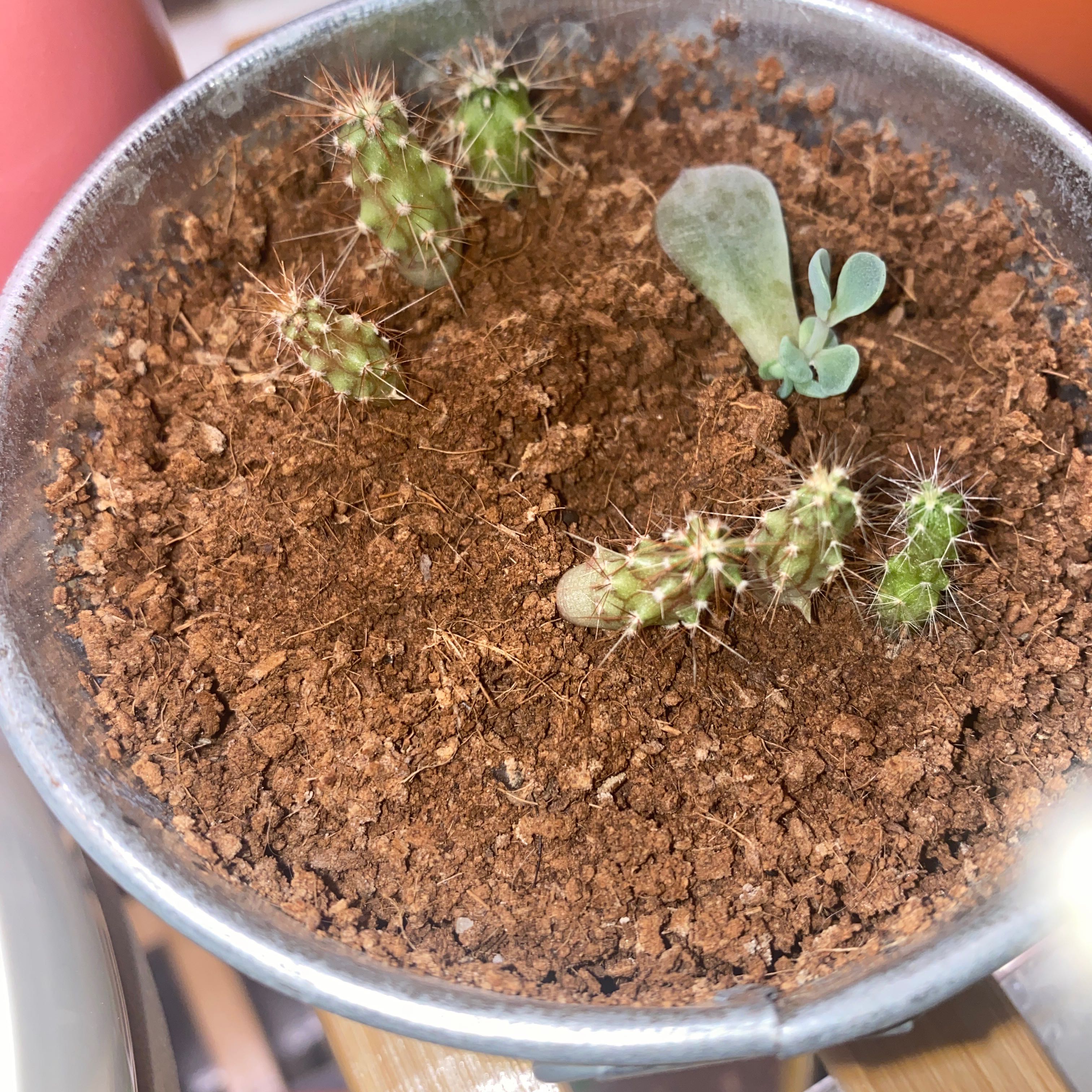 Young Brittle Prickly Pear cacti in a pot with visible soil.