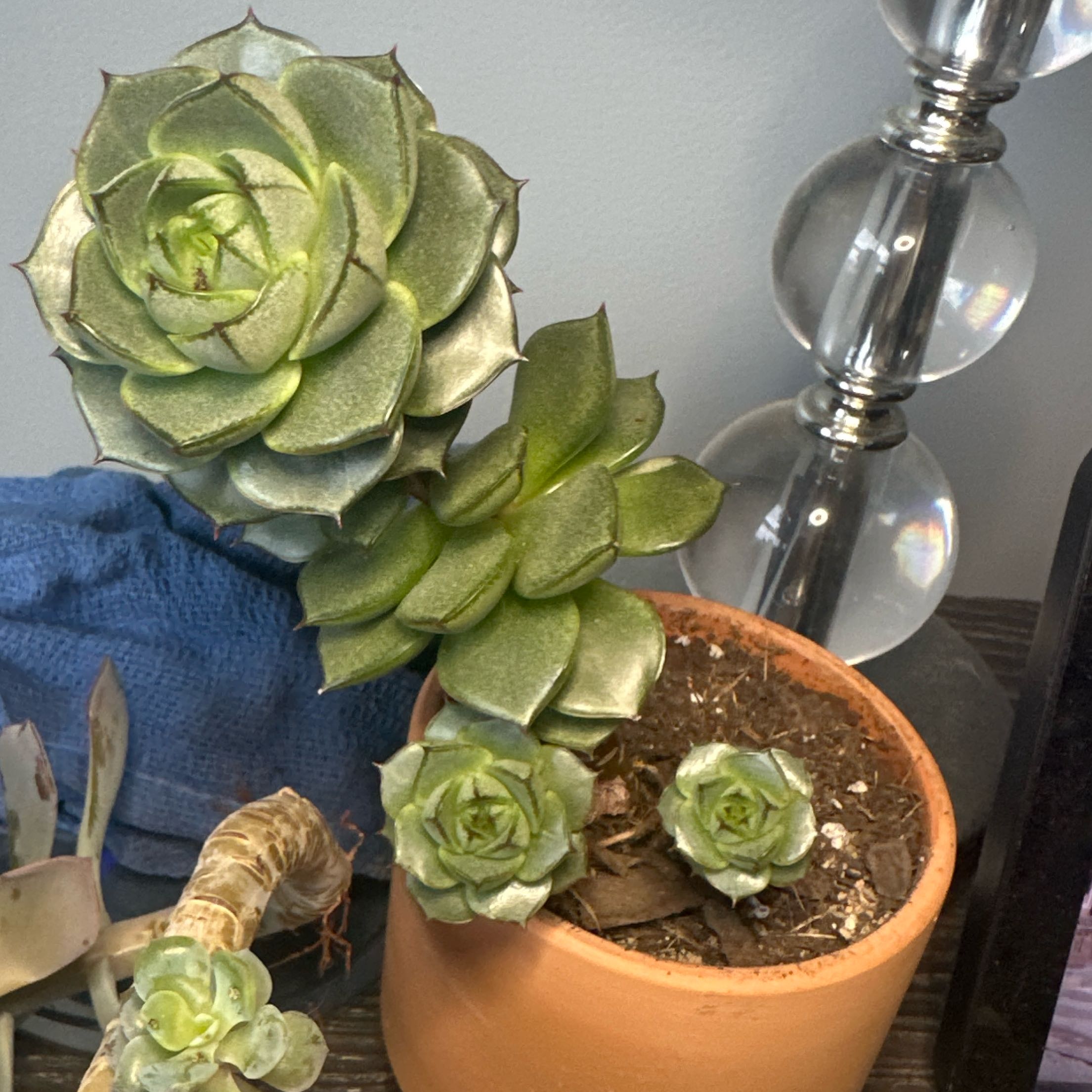 Potted Echeveria 'Lime n' Chile' succulent with multiple rosettes, healthy appearance.