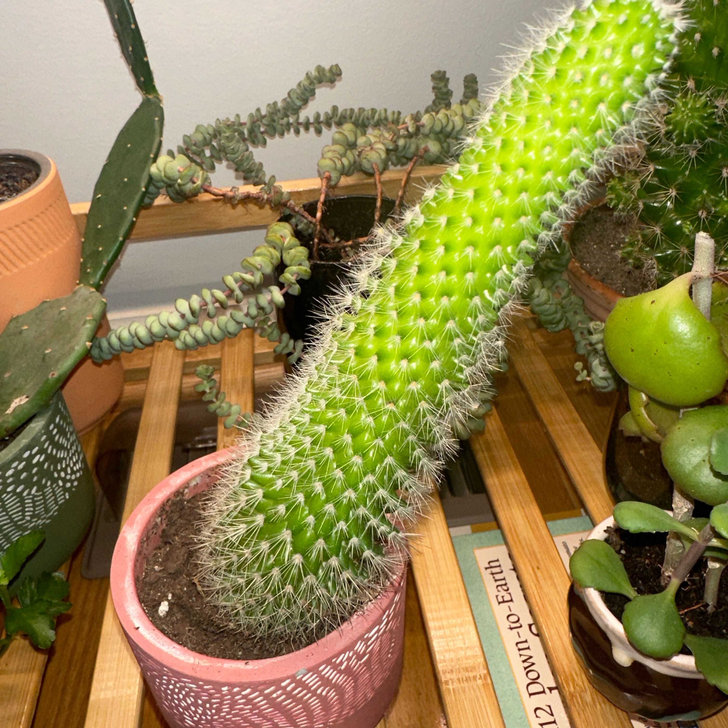 Spiny Pincushion Cactus in a pot with visible soil, surrounded by other plants.